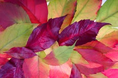 De bladerenachtergrond van de herfst stock afbeelding De bladerenachtergrond van de herfst stock afbeelding