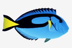 De blauwe Vissen van het Zweempje stock afbeeldingen De blauwe Vissen van het Zweempje stock afbeeldingen