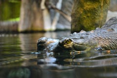 De blik van een krokodil van onder het water royalty-vrije stock afbeelding De blik van een krokodil van onder het water royalty-vrije stock afbeelding