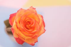 De bloeiende knop van geel nam op een veelkleurige achtergrond toe stock foto De bloeiende knop van geel nam op een veelkleurige achtergrond toe stock foto