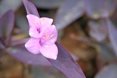De bloeiwijze van purpere hartinstallaties, Tradescantia-pallida nam D toe r jacht stock afbeelding De bloeiwijze van purpere hartinstallaties, Tradescantia-pallida nam D toe r jacht stock afbeelding
