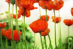 De bloem van de papaver De bloem van de papaver