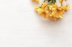 De bloem van het chrysantenmadeliefje op witte achtergrond met exemplaarruimte Royalty-vrije Stock Foto De bloem van het chrysantenmadeliefje op witte achtergrond met exemplaarruimte Royalty-vrije Stock Foto