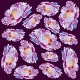 De bloem van het de pioenornament van Paeoniasuffruticosa royalty-vrije illustratie De bloem van het de pioenornament van Paeoniasuffruticosa royalty-vrije illustratie