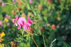De bloem van het gebied Rozen kleine bloemen Duidelijke zonnige dag Onder de stralen van de zon Een zachte prettige groene achter stock afbeeldingen De bloem van het gebied Rozen kleine bloemen Duidelijke zonnige dag Onder de stralen van de zon Een zachte prettige groene achter stock afbeeldingen