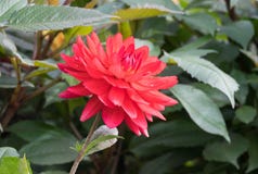 De bloem van de de Zonsondergangdahlia van Edwin ` s, de bloem van de close-updahlia in volledige bloei in de tuin royalty-vrije stock fotografie De bloem van de de Zonsondergangdahlia van Edwin ` s, de bloem van de close-updahlia in volledige bloei in de tuin royalty-vrije stock fotografie