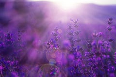 De bloemen van de gebiedslavendel Stock Afbeelding De bloemen van de gebiedslavendel Stock Afbeelding