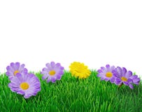 De bloemen van de lente op gras stock afbeelding De bloemen van de lente op gras stock afbeelding