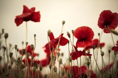 De Bloemen van de Papaver van het graan stock foto De Bloemen van de Papaver van het graan stock foto