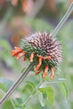 De bloemen van de leeuw` s staart royalty-vrije stock afbeeldingen De bloemen van de leeuw` s staart royalty-vrije stock afbeeldingen