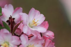 De bloemen van Sakura royalty-vrije stock foto's De bloemen van Sakura royalty-vrije stock foto's