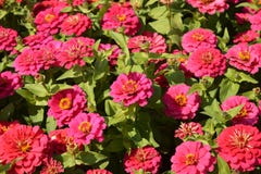 De bloemen van Zinnia elegans in het park stock foto's De bloemen van Zinnia elegans in het park stock foto's
