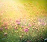 De bloemenachtergrond van de lente stock illustratie De bloemenachtergrond van de lente stock illustratie