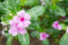 De bloemenbloesem van Vincarosea in de tuin stock afbeeldingen De bloemenbloesem van Vincarosea in de tuin stock afbeeldingen
