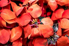 De bloempoinsettia van Rredkerstmis royalty-vrije stock afbeeldingen De bloempoinsettia van Rredkerstmis royalty-vrije stock afbeeldingen