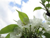 De bloesems van de de lente zure kers stock afbeelding De bloesems van de de lente zure kers stock afbeelding