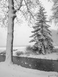 De bomen zijn behandeld met verse sneeuw in Nederland stock afbeeldingen De bomen zijn behandeld met verse sneeuw in Nederland stock afbeeldingen