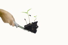 De boom is op een schop en isoleert op witte achtergrond Royalty-vrije Stock Fotografie De boom is op een schop en isoleert op witte achtergrond Royalty-vrije Stock Fotografie