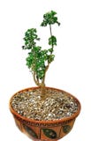 De boom van de bonsai royalty-vrije stock fotografie De boom van de bonsai royalty-vrije stock fotografie