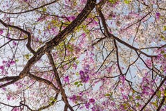 De boom van Lagerstroemiaspeciosa met roze bloemen stock afbeelding De boom van Lagerstroemiaspeciosa met roze bloemen stock afbeelding