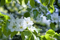 De boombloesem van de appel royalty-vrije stock afbeeldingen De boombloesem van de appel royalty-vrije stock afbeeldingen