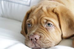 De borda Dogue szczeniak obrazy royalty free De borda Dogue szczeniak obrazy royalty free
