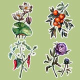 De botanische geplaatste stickers van het waterverfrealisme royalty-vrije illustratie De botanische geplaatste stickers van het waterverfrealisme royalty-vrije illustratie