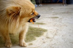 De bruine hond eet heerlijk kippenbeen op concreet F stock foto's De bruine hond eet heerlijk kippenbeen op concreet F stock foto's