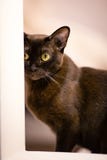 De bruine mooie jonge Birmaanse kat jacht achter de deur stock fotografie De bruine mooie jonge Birmaanse kat jacht achter de deur stock fotografie