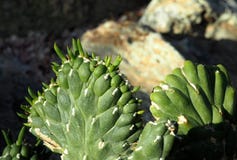 De Cactus of Austrocylindropuntia Subulata van de vooravond` s Naald Royalty-vrije Stock Fotografie De Cactus of Austrocylindropuntia Subulata van de vooravond` s Naald Royalty-vrije Stock Fotografie