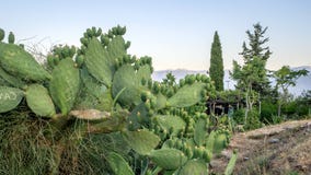 De cactus groeit dichtbij weg, Turkije stock afbeelding De cactus groeit dichtbij weg, Turkije stock afbeelding