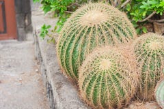 De Cactus van Echinocactusgrusonii, als Gouden Vat in de tuin van Acicastello, Acitrezza, Catanië, Sicilië ook wordt bekend dat stock foto's De Cactus van Echinocactusgrusonii, als Gouden Vat in de tuin van Acicastello, Acitrezza, Catanië, Sicilië ook wordt bekend dat stock foto's