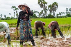 De Cambodjaanse vrouwenwerken aangaande een rijstlandbouwbedrijf royalty-vrije stock afbeelding De Cambodjaanse vrouwenwerken aangaande een rijstlandbouwbedrijf royalty-vrije stock afbeelding