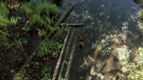De camera vliegt laag over het moerasland naar een schoon meer 4K stock videobeelden De camera vliegt laag over het moerasland naar een schoon meer 4K stock videobeelden
