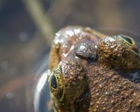 De close-up detailleerde portret van het hoofd van een groene kikker en ogen - top down perspectief - in Gouverneur Knowles State stock afbeelding De close-up detailleerde portret van het hoofd van een groene kikker en ogen - top down perspectief - in Gouverneur Knowles State stock afbeelding