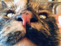 De close-up van de katten` s neus Kat die omhoog eruit ziet Portret stock fotografie De close-up van de katten` s neus Kat die omhoog eruit ziet Portret stock fotografie