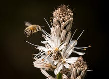 De close-up van stuntelt bij naderend de witte bloesems van Asphod royalty-vrije stock foto De close-up van stuntelt bij naderend de witte bloesems van Asphod royalty-vrije stock foto