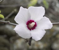 De close-upmening aan witte en purpere bloeiende clematissen bloeit Selectieve nadruk met vage natiral bruine achtergrond stock foto De close-upmening aan witte en purpere bloeiende clematissen bloeit Selectieve nadruk met vage natiral bruine achtergrond stock foto