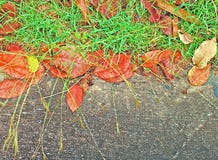 De concrete vloer met de bloemen van het gazongras heeft rode droge bladeren in de herfst stock foto De concrete vloer met de bloemen van het gazongras heeft rode droge bladeren in de herfst stock foto