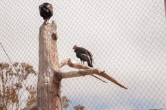 De condor van Californië is een vogel die tot de familie van Catartides behoren, stock foto De condor van Californië is een vogel die tot de familie van Catartides behoren, stock foto