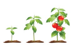 De cyclus van de tomatenplantgroei stock illustratie De cyclus van de tomatenplantgroei stock illustratie