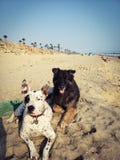 De dag van het Doggiestrand royalty-vrije stock foto De dag van het Doggiestrand royalty-vrije stock foto