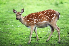 De damherten hardnekkig verzetten tegen zich, Dama Dama, met grote geweitakken lopend door een groen bos tijdens de Herfstseizoen stock foto's De damherten hardnekkig verzetten tegen zich, Dama Dama, met grote geweitakken lopend door een groen bos tijdens de Herfstseizoen stock foto's