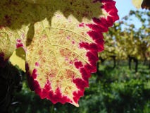 De de vroege smaak en kleur van de de herfstwijnstok stock fotografie De de vroege smaak en kleur van de de herfstwijnstok stock fotografie