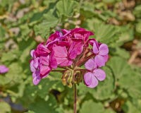 De donkere roze close-up van de geraniumbos Royalty-vrije Stock Fotografie