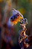 De droge bloem van een zonnebloem neigt naar beneden royalty-vrije stock foto De droge bloem van een zonnebloem neigt naar beneden royalty-vrije stock foto