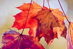 De droge rode esdoorn doorbladert in de herfst stock afbeelding De droge rode esdoorn doorbladert in de herfst stock afbeelding