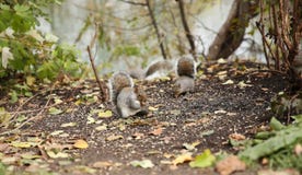 De eekhoorns eten zonnebloemzaden in het de herfstbos royalty-vrije stock afbeeldingen De eekhoorns eten zonnebloemzaden in het de herfstbos royalty-vrije stock afbeeldingen