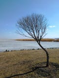 De eenzame boom op de achtergrond van het meer begon in de lente te smelten stock fotografie De eenzame boom op de achtergrond van het meer begon in de lente te smelten stock fotografie