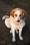 De eenzame hond wil vrienden zijn royalty-vrije stock afbeeldingen De eenzame hond wil vrienden zijn royalty-vrije stock afbeeldingen